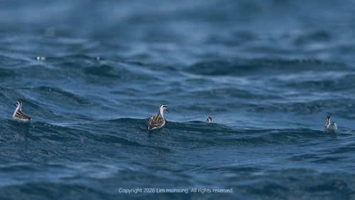 Red-necked Phalarope