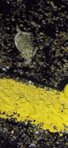 Giant Toad