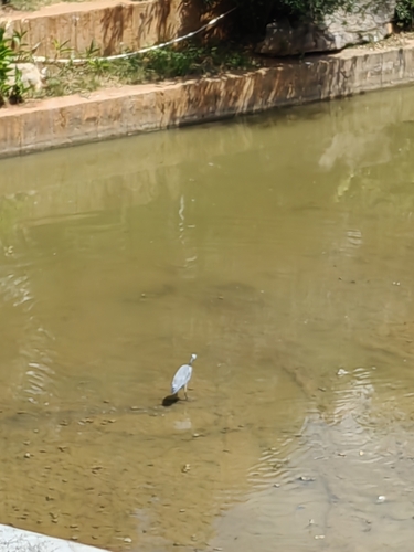Grey Heron