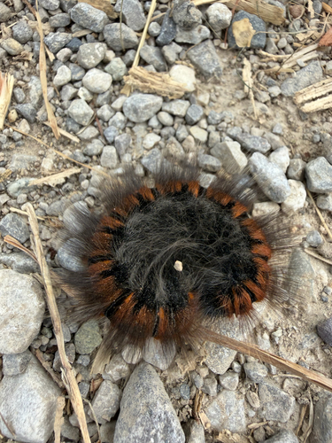 Fox Moth