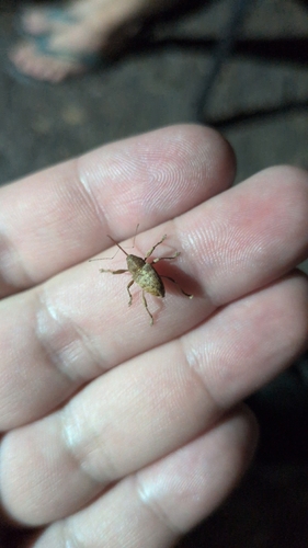 Chestnut Weevil