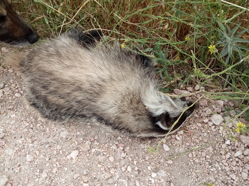 Southwest Asian Badger