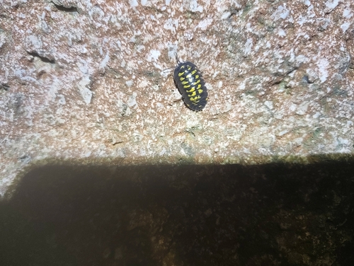 Armadillidium tirolense