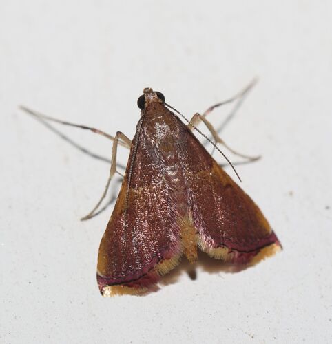 Endotricha mesenterialis