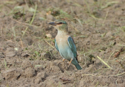 European Roller