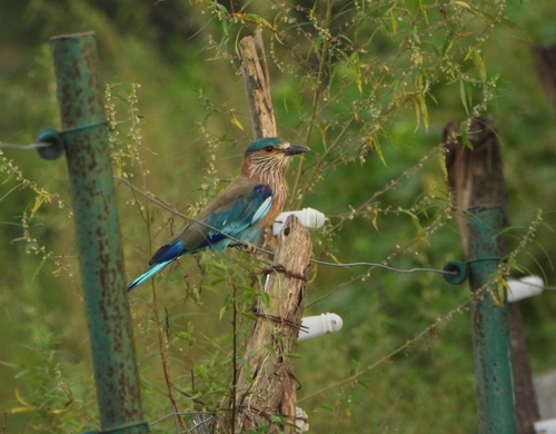 Indian Roller