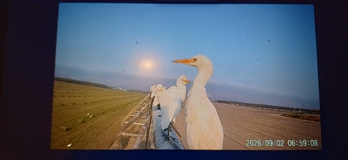 Western Cattle-Egret
