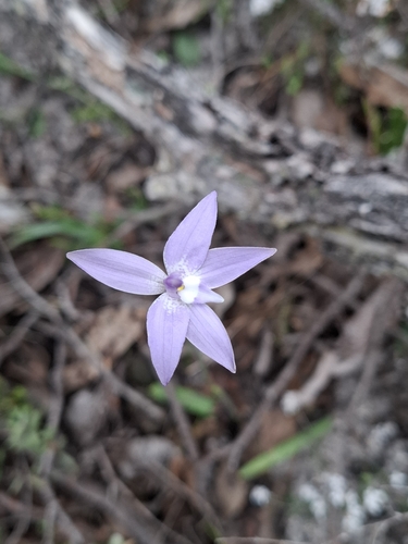 Waxlip Orchid