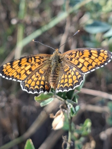 Knapweed Fritillary