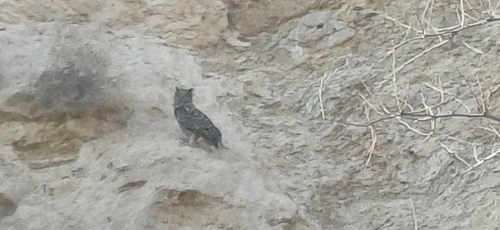 Eurasian Eagle-Owl