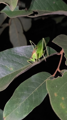 Hexacentrus unicolor