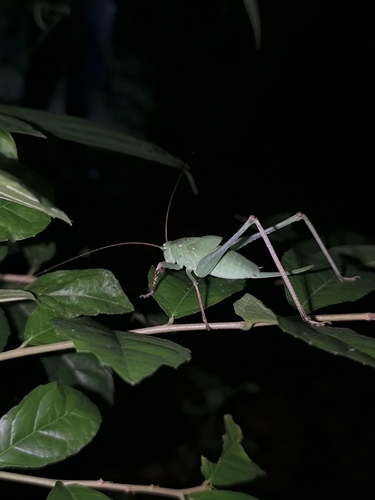 Mecopoda niponensis
