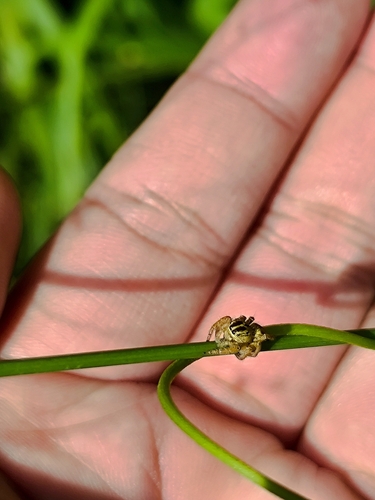 Carrhotus viduus