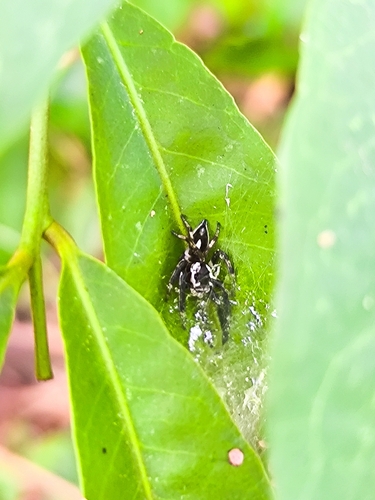 Phenasurya daeng
