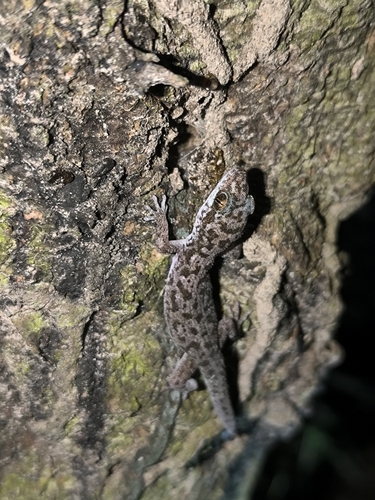 Siamese Leaf-toed Gecko