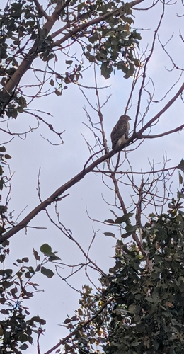 Red-tailed Hawk
