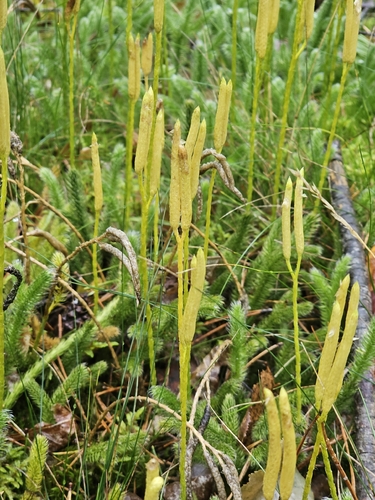 stag's-horn clubmoss