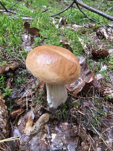 King Bolete