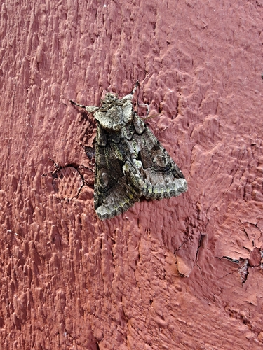 Green-brindled Crescent