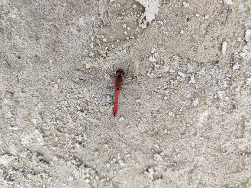 Ruddy Darter