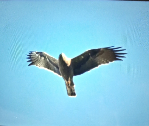 Booted Eagle