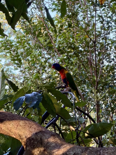 Rainbow Lorikeet