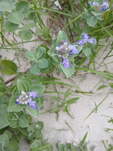 Beach Vitex