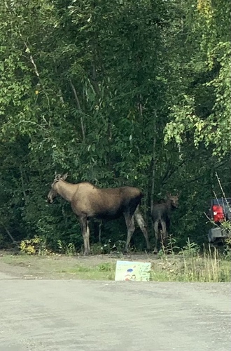 Alaskan Moose