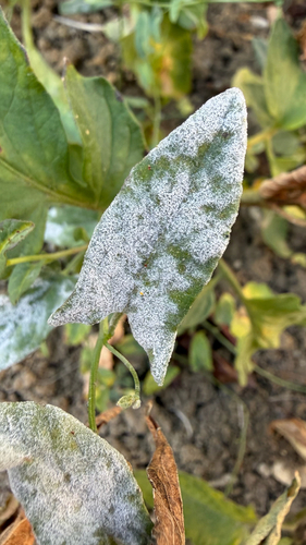 Bindweed Powdery Mildew