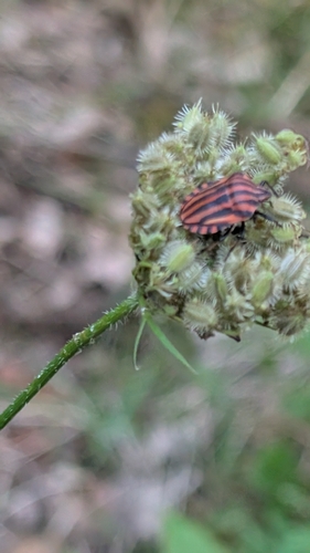 European Striped Shield Bug