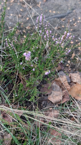 common heather