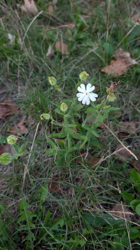 evening lychnis