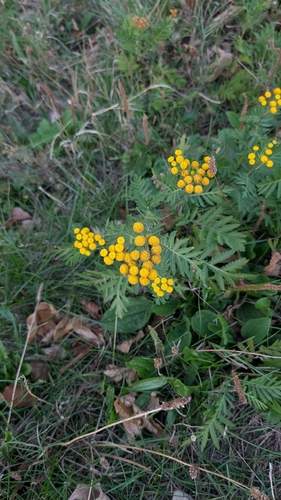 tansy