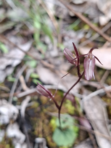 Gnat orchid