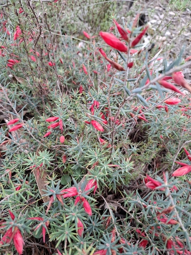 Flame Heath