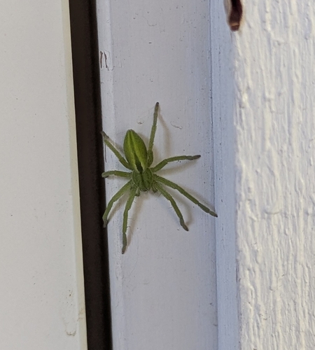 Green Huntsman Spider