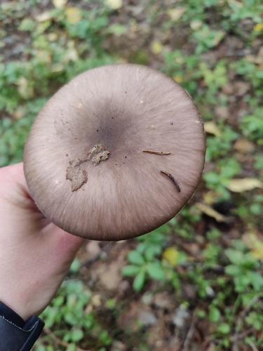 Grey-veiled Amanita