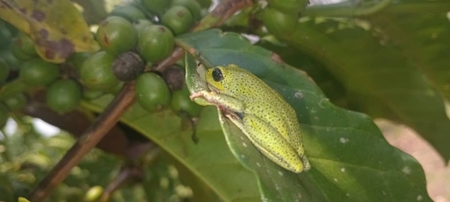 Common Reed Frog