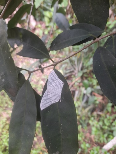 Grey Swallowtail Moth