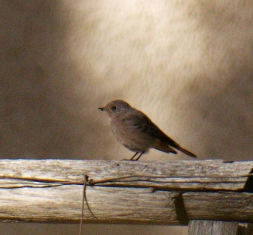 Black Redstart