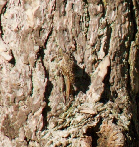 Short-toed Treecreeper