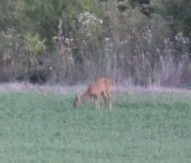 Western Roe Deer