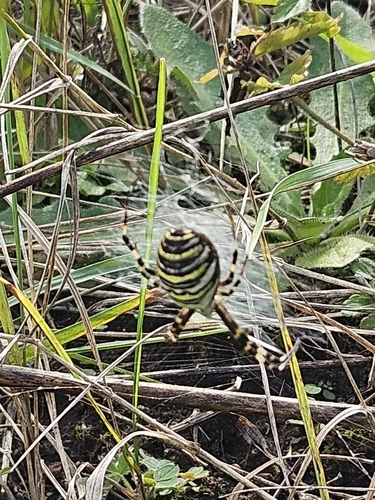 Wasp Spider