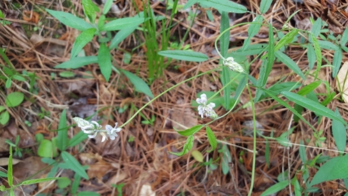 Orbexilum pedunculatum var. pedunculatum