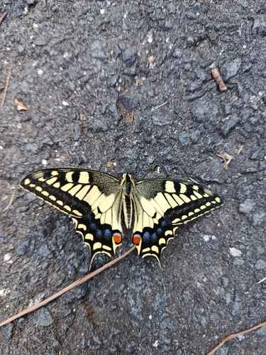 Old World Swallowtail
