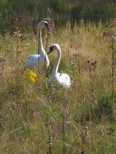 Mute Swan