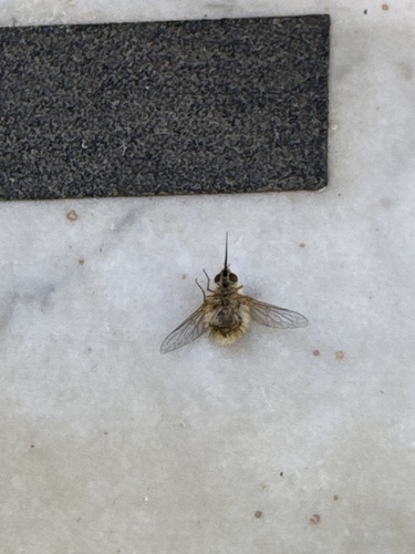 Systoechus ctenopterus