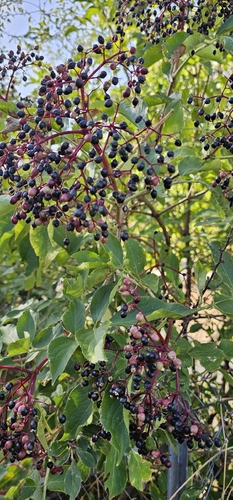 European black elderberry