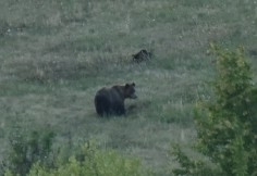 Eurasian Brown Bear