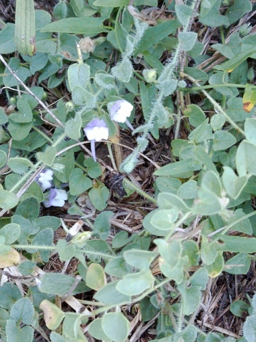 Mediterranean Fluellen